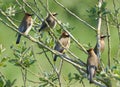 Cedar Waxwings