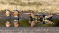 Cedar Waxwings and Eastern Bluebirds Drink at a Water Puddle
