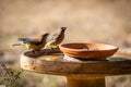 Cedar waxwings getting a drink at the bird bath