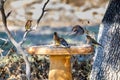 Cedar waxwings getting a drink at the bird bath