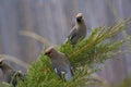 Cedar Waxwings on Junipers