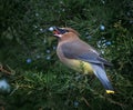 Cedar waxwings in a natural environment background