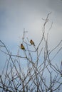 Cedar Waxwings resting on the branch.