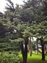 Cedar at wollaton hall