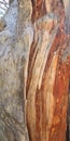 Cedar Wood Detail, Lebanon Cedar Royalty Free Stock Photo