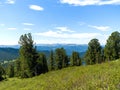 Cedars and firs in coniferous wild forests