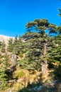 The Cedars of God at Bsharri in Lebanon Royalty Free Stock Photo