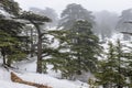 Cedars of God in Lebanon Royalty Free Stock Photo
