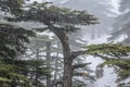 Cedars of God in Lebanon Royalty Free Stock Photo