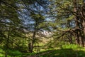 The Cedars of God, Lebanon