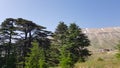 The Cedars of God located at Bsharri, are one of the last vestiges of the extensive forests of the Lebanon cedar that once thrived Royalty Free Stock Photo