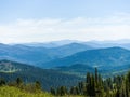 Cedars grow on the slopes of the Siberian Sayan mountains. Wildlife panorama
