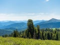 Cedars grow on the slopes of the Siberian Sayan mountains. Wildlife panorama