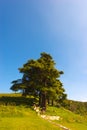 Cedars of Lebanon - Cedrus Libani Royalty Free Stock Photo