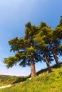 Cedars of Lebanon - Cedrus Libani Royalty Free Stock Photo