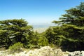 Cedars of Lebanon on the summit ridge of the Shouf Biosphere Reserve mountains, Lebanon Royalty Free Stock Photo
