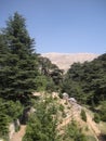 Cedars of Lebanon Royalty Free Stock Photo