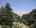 Among the Cedars of Lebanon Royalty Free Stock Photo