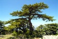 Cedars of Lebanon on the summit ridge of the Shouf Biosphere Reserve mountains, Lebanon Royalty Free Stock Photo