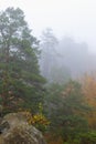 Cedars on rocks in the fog Royalty Free Stock Photo