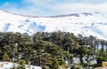 The Cedars in Lebanon in the winter of 2018