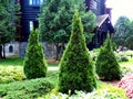 Cedars trio in the garden Royalty Free Stock Photo