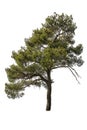 Cedarwood pine on white Royalty Free Stock Photo