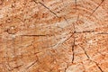 Cedarwood texture on the Taiwan Royalty Free Stock Photo