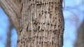 A ceder tree with wood pecker holes in the bark