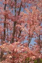 Cedrela sinensis with its red leaves