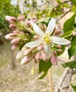 Cedro - Citrus medica flower in spring in botany. Italy, Palermo Royalty Free Stock Photo