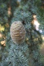 Cedrus atlantica branch with cone