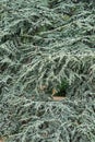 Cedrus atlantica Glauca with amazing blue branches in park Royalty Free Stock Photo