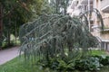 Cedrus atlantica `Glauca Pendula` - hanging blue cedar. The hanging shape of the blue cedar can take on fantastic shapes. Berlin