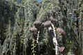 Cedrus atlantica glauca close up Royalty Free Stock Photo