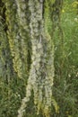 Cedrus atlantica glauca pendula tree Royalty Free Stock Photo