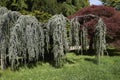 Cedrus atlantica glauca pendula tree in an ornamental garden
