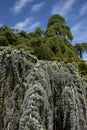 Cedrus atlantica glauca pendula tree Royalty Free Stock Photo