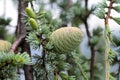 Cedrus atlantica Royalty Free Stock Photo