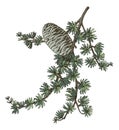 Cedrus atlantica tree branch vector