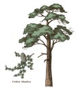 Cedrus atlantica tree and branch vector