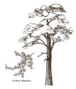 Cedrus atlantica tree and branch vector