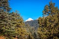 Cedrus. Atlas cedar needles Cedrus atlantica . Another scientific name is Cedrus libani atlantica Royalty Free Stock Photo