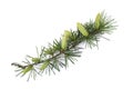 Cedrus deodara branch with cones Royalty Free Stock Photo