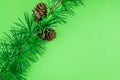 Cedrus deodara branch isolated on  background Royalty Free Stock Photo