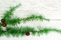 Cedrus deodara branch isolated on  background Royalty Free Stock Photo