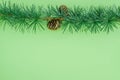 Cedrus deodara branch isolated on  background Royalty Free Stock Photo