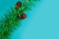 Cedrus deodara branch isolated on  background Royalty Free Stock Photo