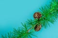 Cedrus deodara branch isolated on  background Royalty Free Stock Photo