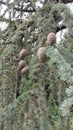 Cedrus Deodara Royalty Free Stock Photo